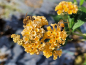 Preview: Sommerflieder Sungold gelb